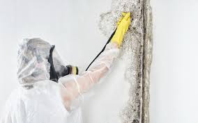 Best Dehumidification Services in Willards, MD